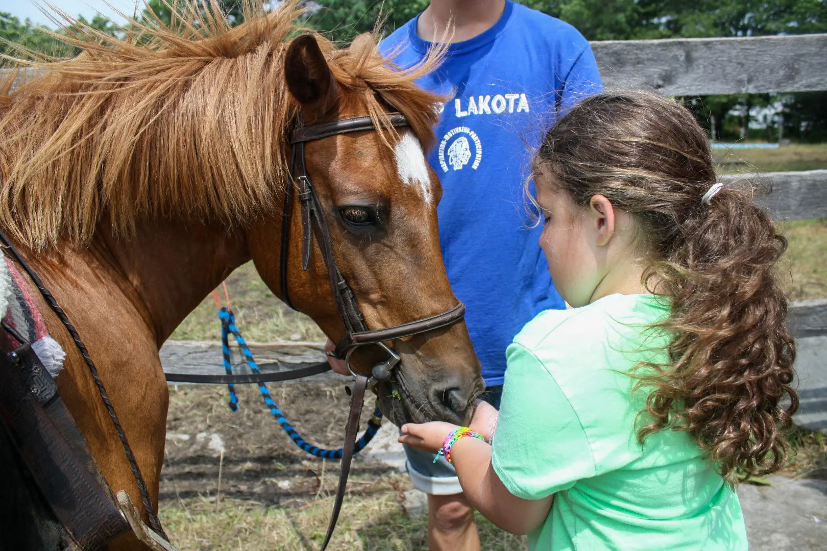 Feeding horse